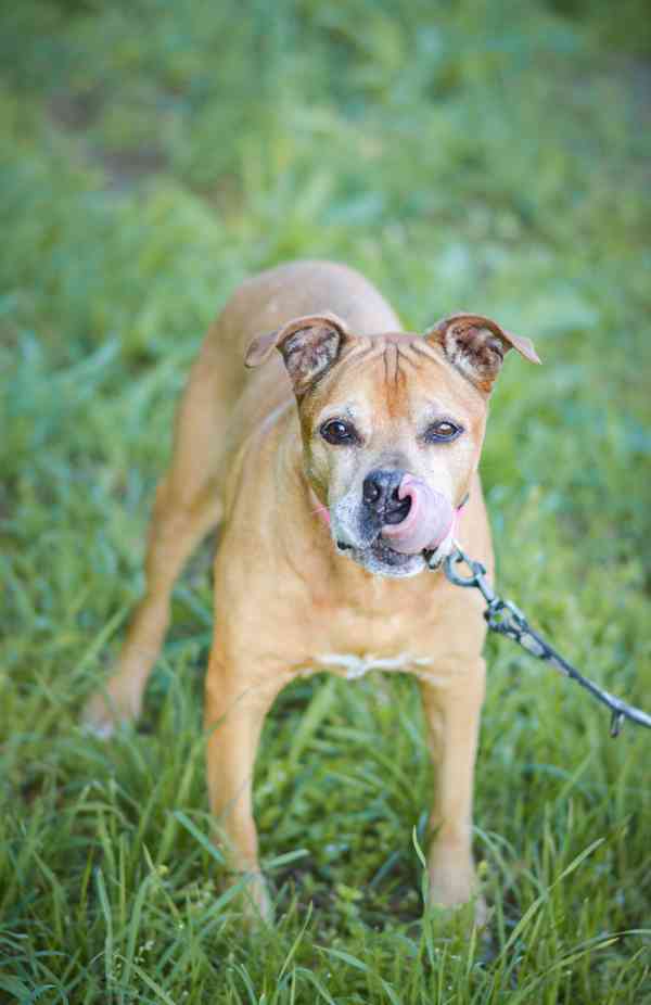 Viki - starší kříženka bulla, 14 let, akutní adopce - foto 4