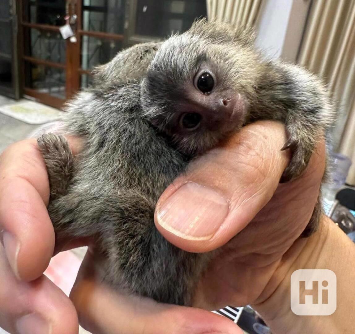 Mláďata kosmanů k dispozici k přemístění. - foto 1