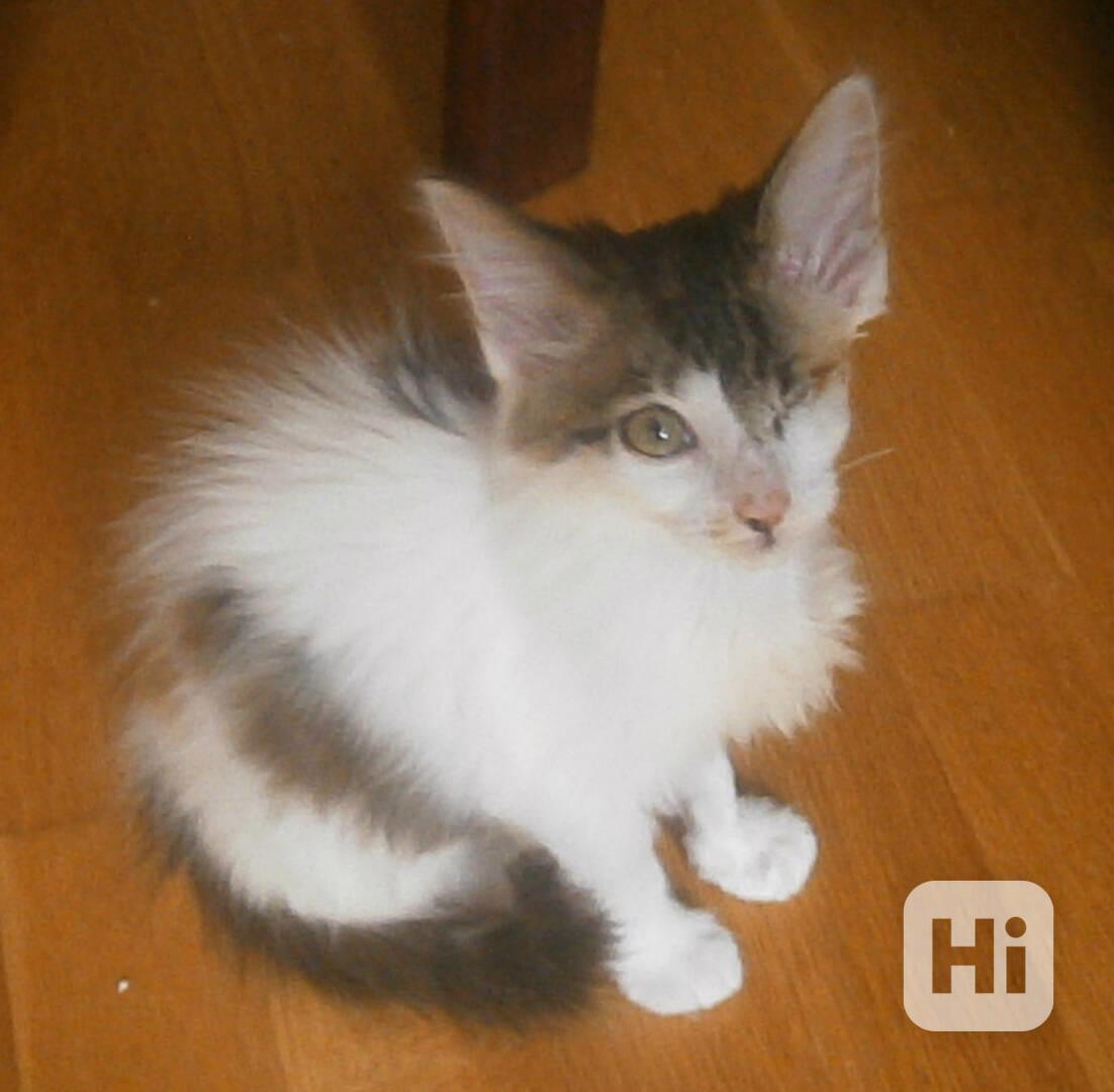 Dlouhosrstá světlá 3barevná Lucinka, 3měsíční kočička - foto 1