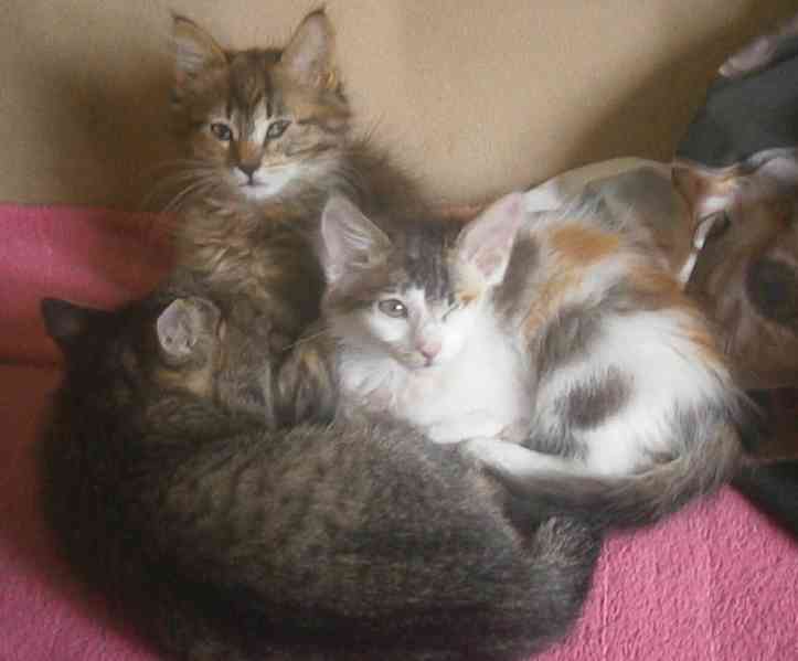 Dlouhosrstá světlá 3barevná Lucinka, 3měsíční kočička - foto 5