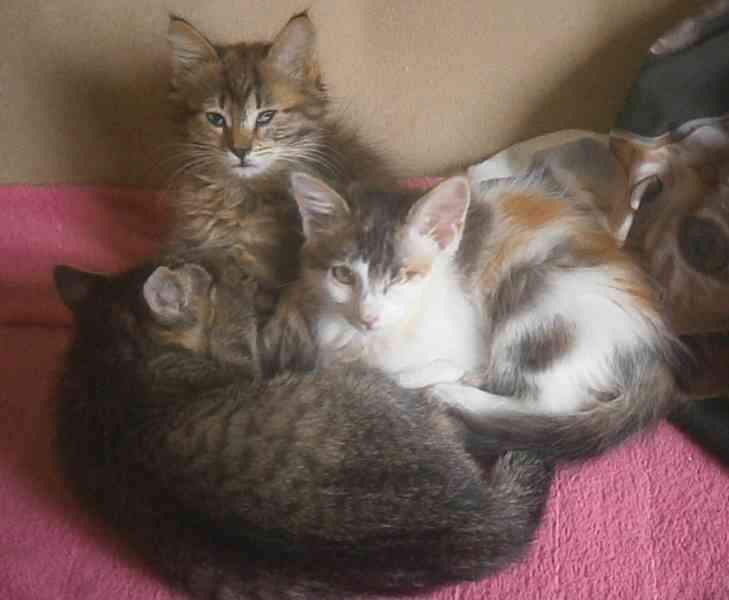 Dlouhosrstá světlá 3barevná Lucinka, 3měsíční kočička - foto 6