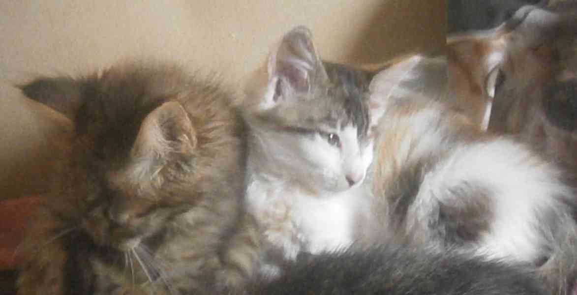 Dlouhosrstá světlá 3barevná Lucinka, 3měsíční kočička - foto 2