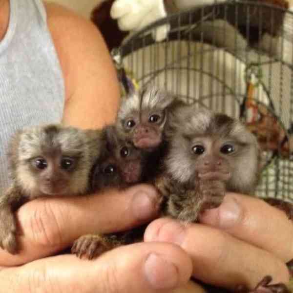 Pygmej marmoset opice na prodej - foto 2