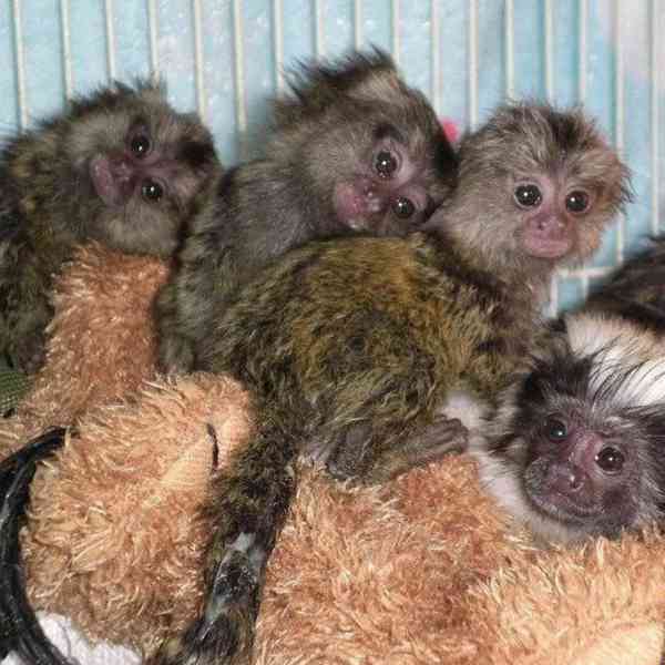 Pygmej marmoset opice na prodej - foto 1