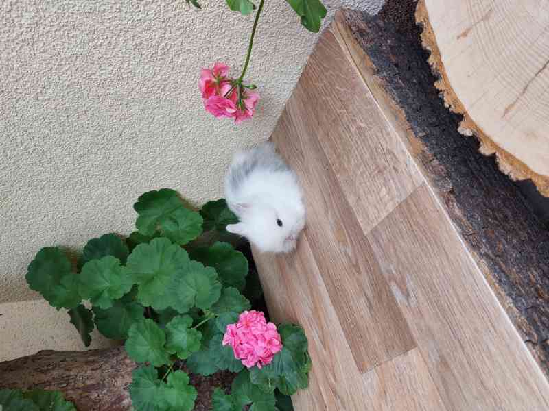 Zakrslý králík TEDDY - sameček - foto 3