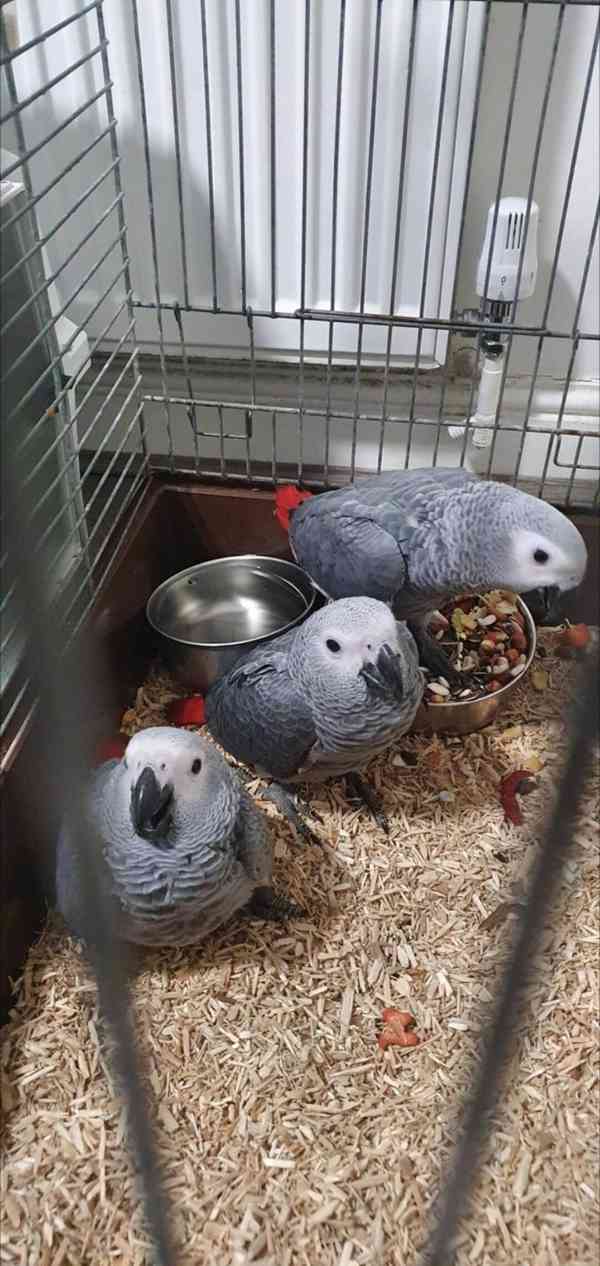 Timneh africký šedý papoušek na prodej - foto 14