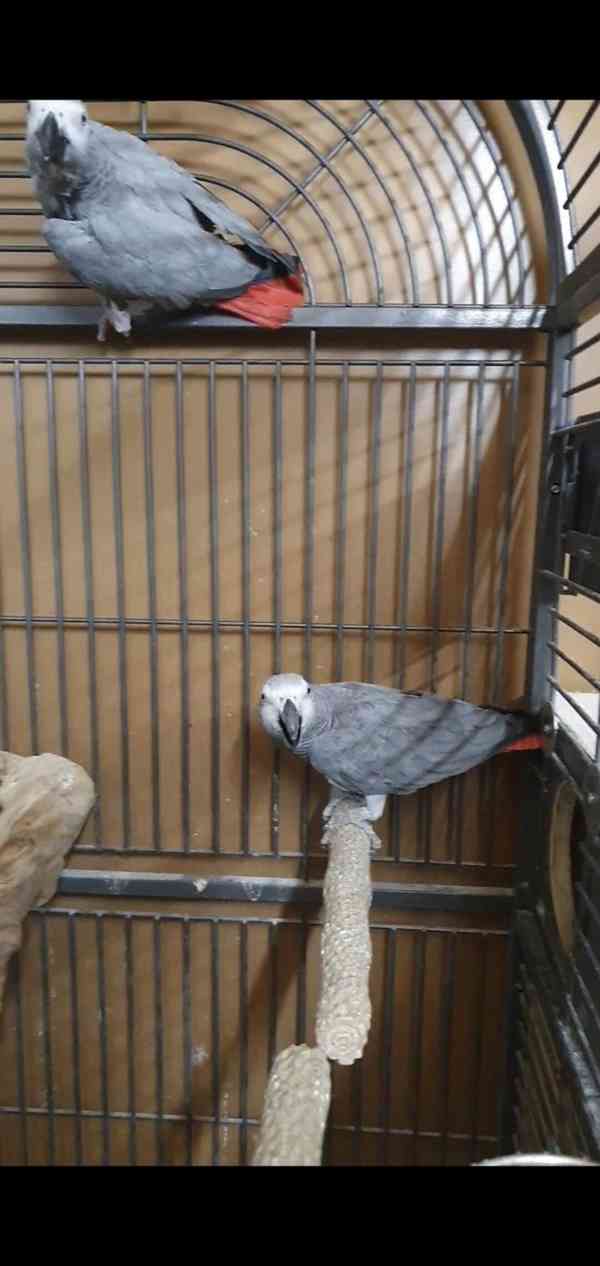 Timneh africký šedý papoušek na prodej - foto 19