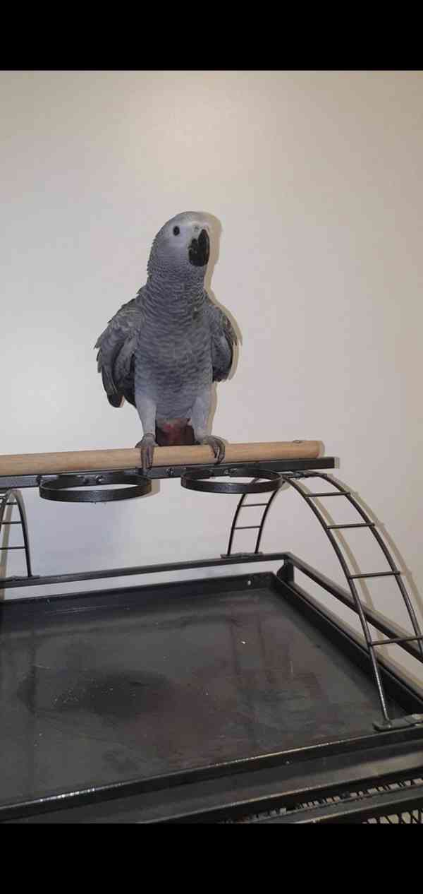 Timneh africký šedý papoušek na prodej - foto 8