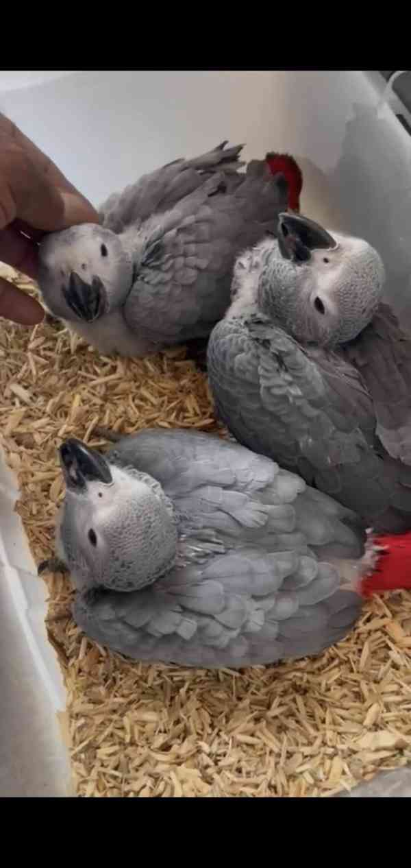 Timneh africký šedý papoušek na prodej - foto 17