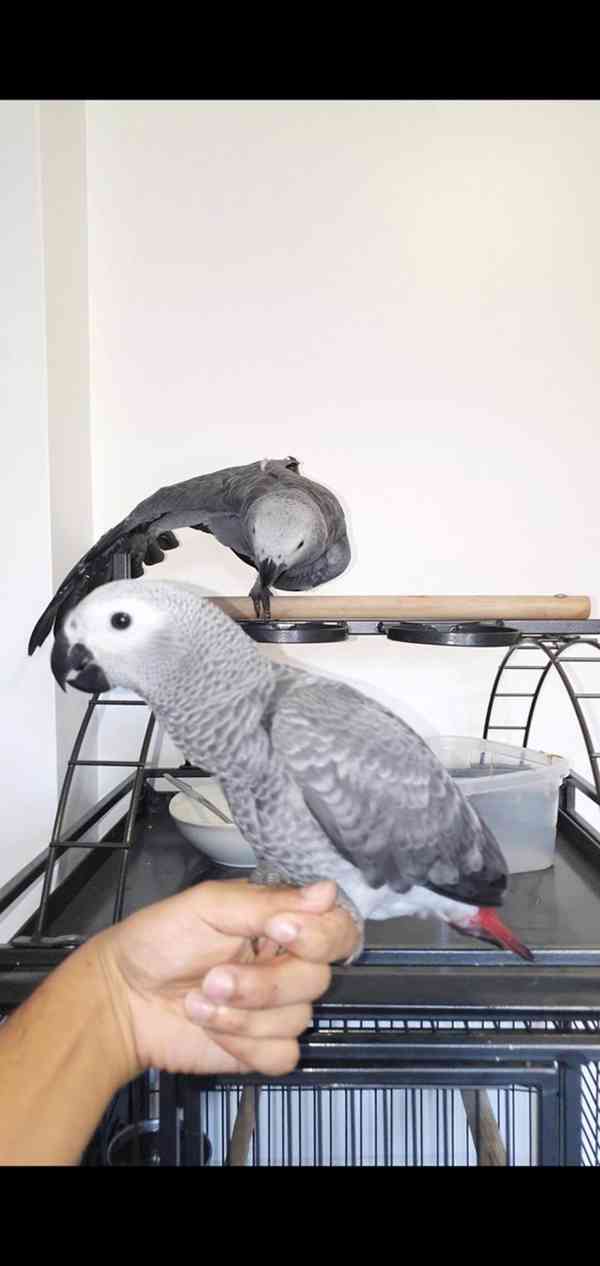 Timneh africký šedý papoušek na prodej - foto 5