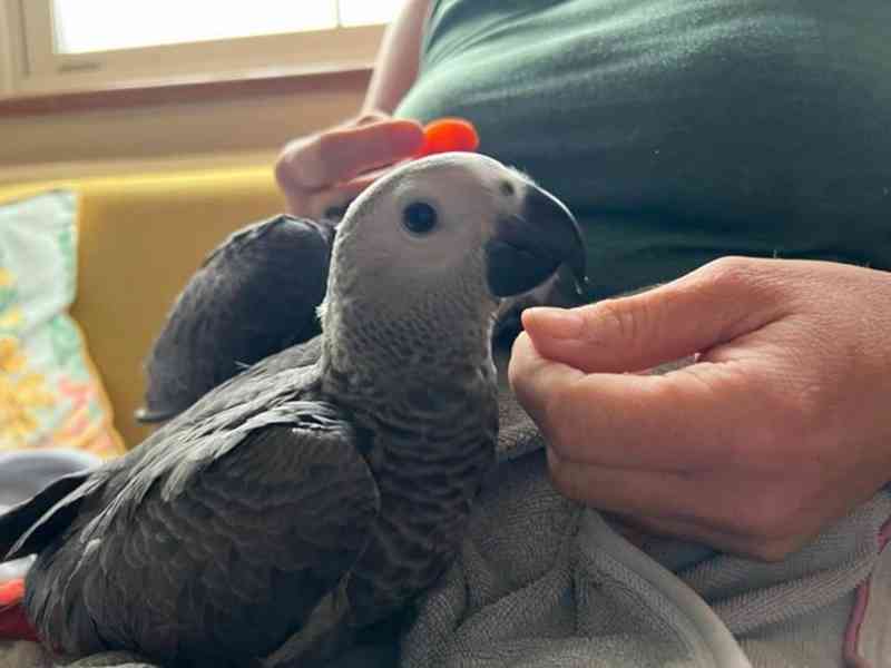 Timneh africký šedý papoušek na prodej - foto 18