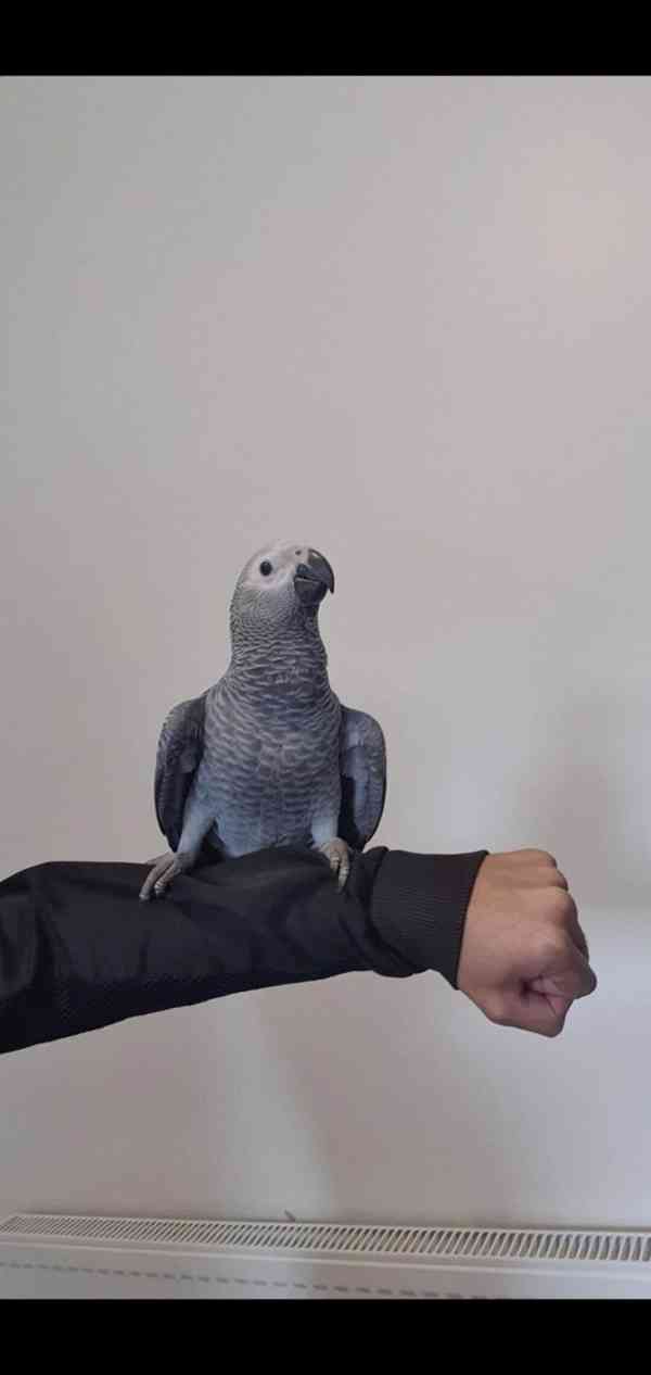 Timneh africký šedý papoušek na prodej - foto 9