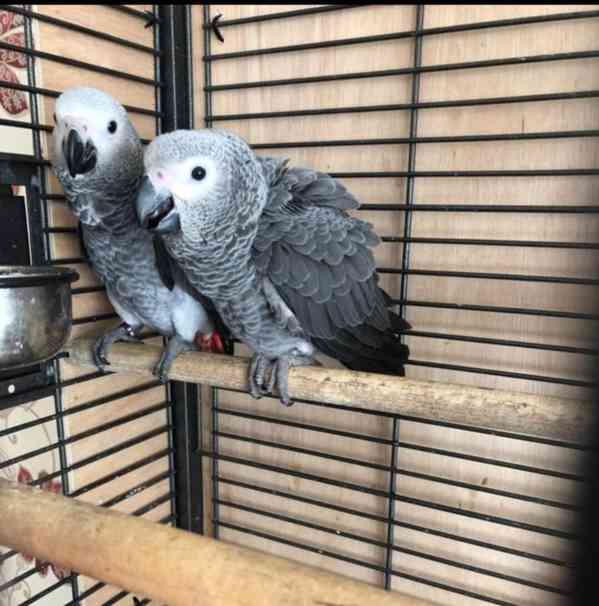 Timneh africký šedý papoušek na prodej - foto 12