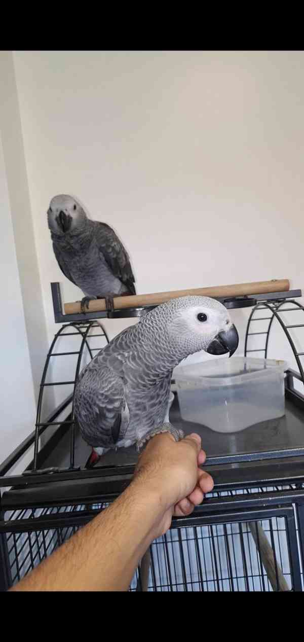 Timneh africký šedý papoušek na prodej - foto 6