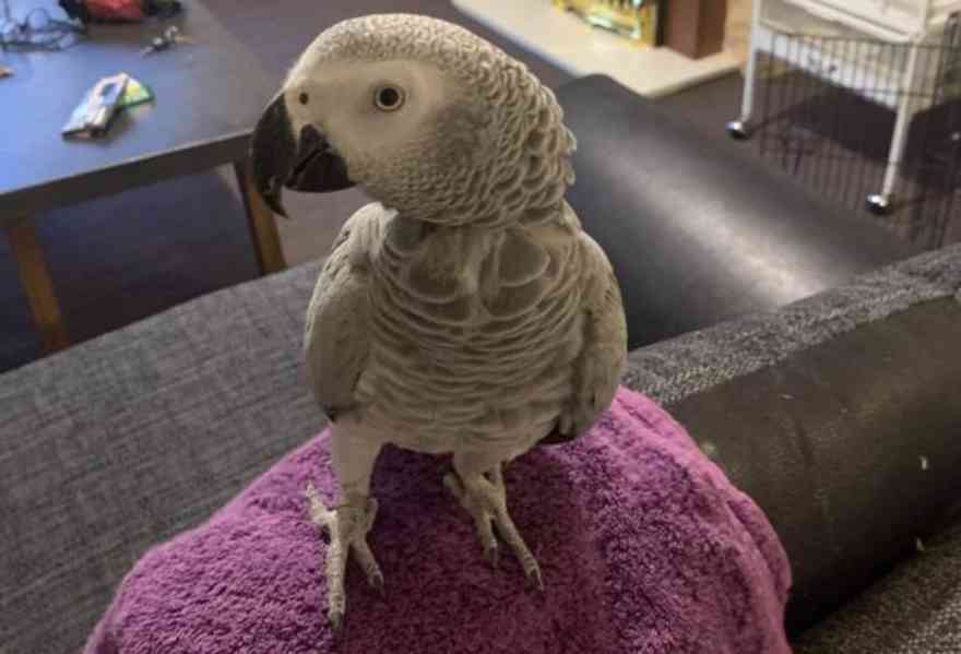 Timneh africký šedý papoušek na prodej - foto 23