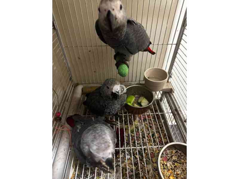 Timneh africký šedý papoušek na prodej