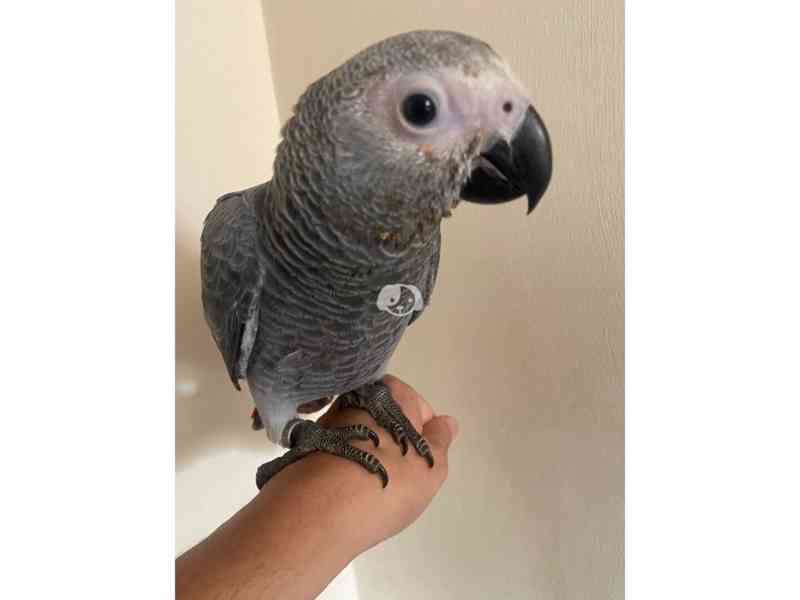 Timneh africký šedý papoušek na prodej - foto 4