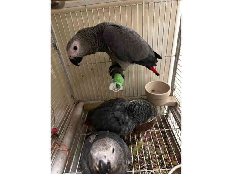 Timneh africký šedý papoušek na prodej - foto 2