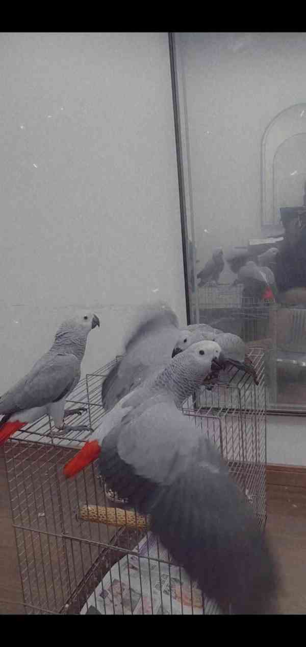 Timneh africký šedý papoušek na prodej - foto 15