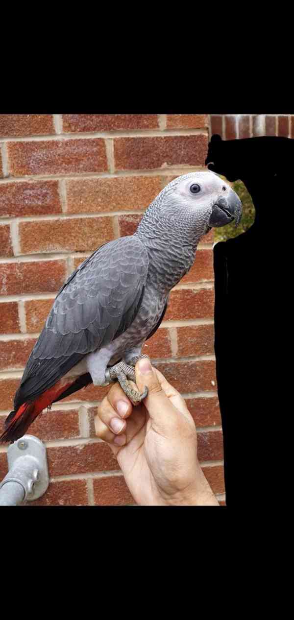 Timneh africký šedý papoušek na prodej - foto 16