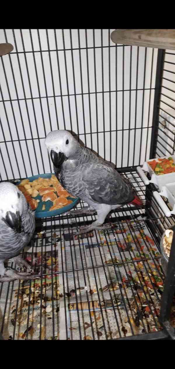 Timneh africký šedý papoušek na prodej - foto 7