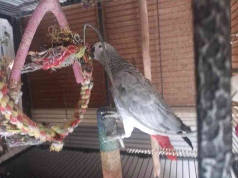 Timneh africký šedý papoušek na prodej - foto 11