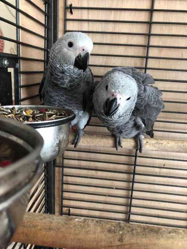 Timneh africký šedý papoušek na prodej - foto 13