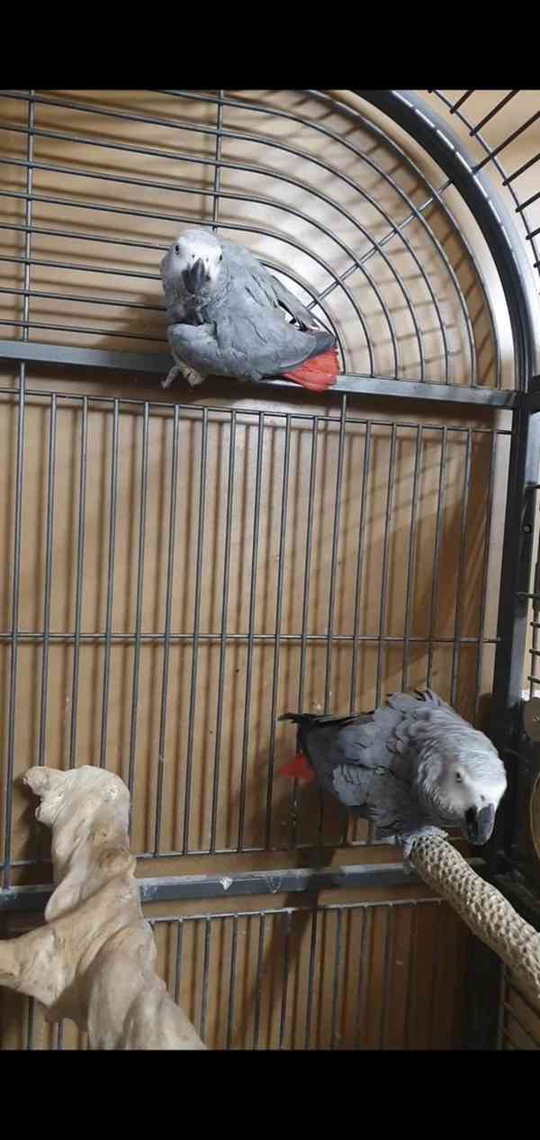 Timneh africký šedý papoušek na prodej - foto 22
