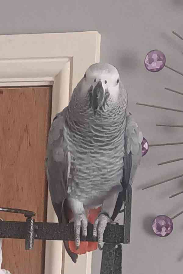 Timneh africký šedý papoušek na prodej - foto 10