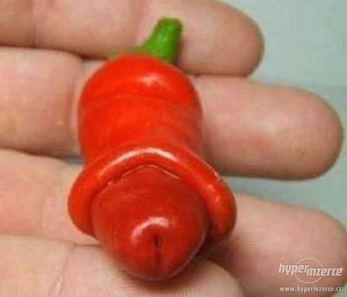 Chilli Pepper Peter Red - semena - foto 1