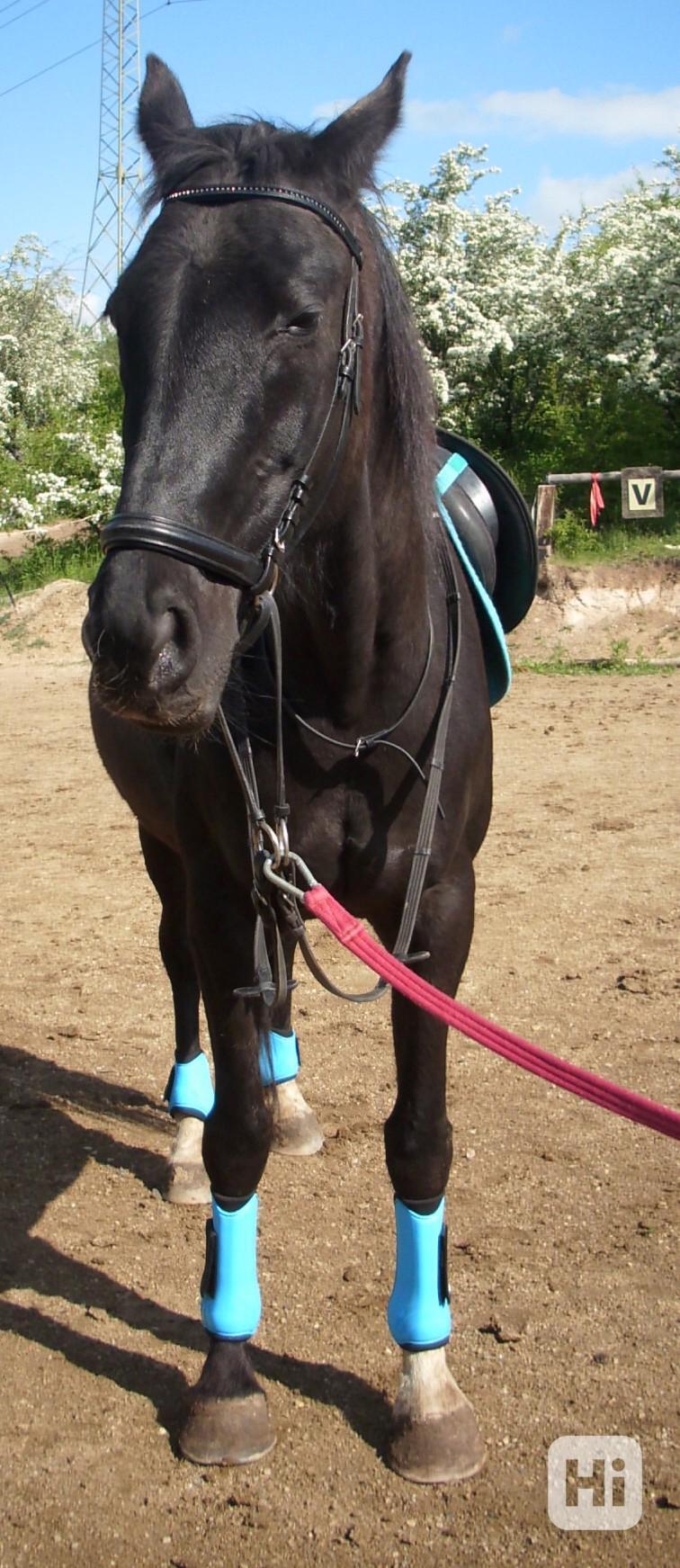 Prodej klisna s PP - foto 1