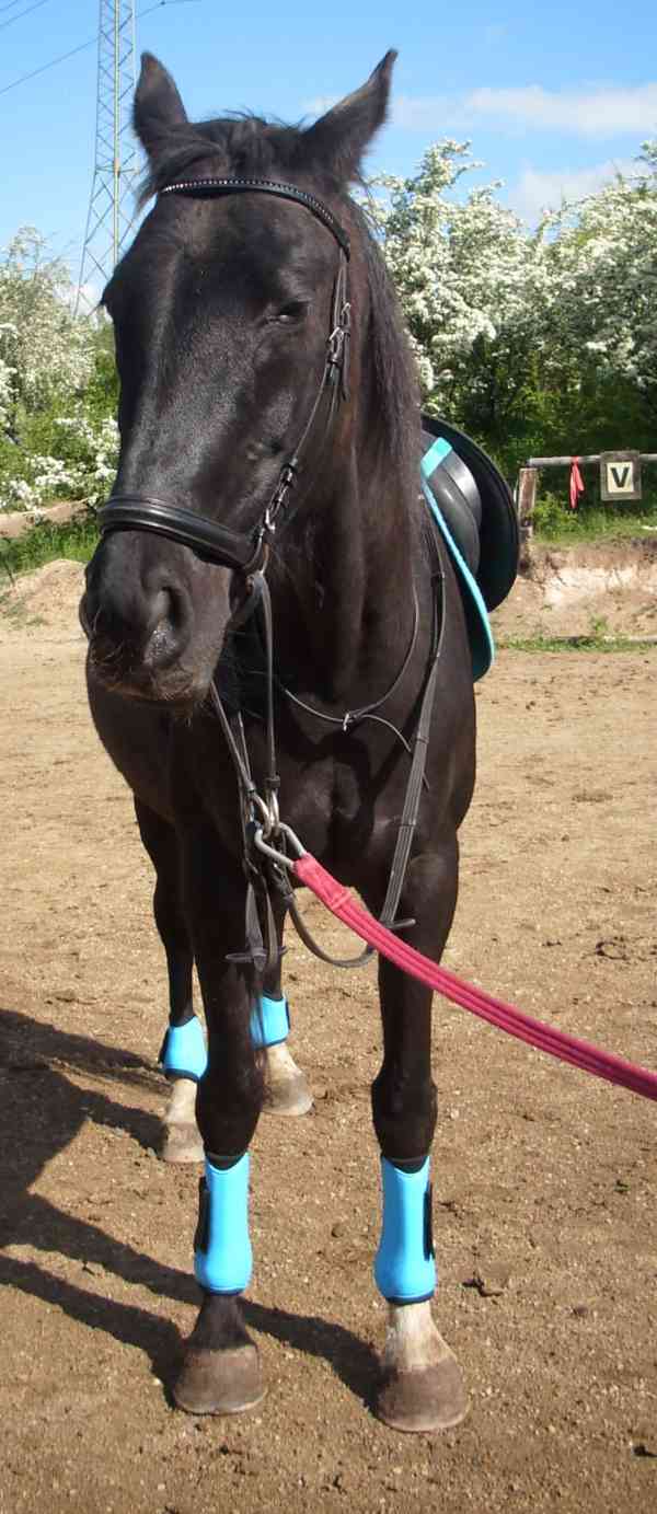 Prodej klisna s PP - foto 1