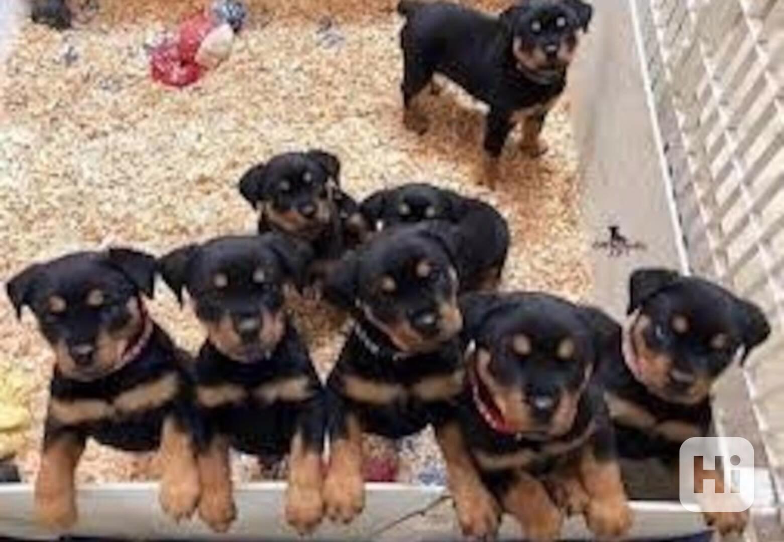 štěňata rotvajlera k adopci - foto 1