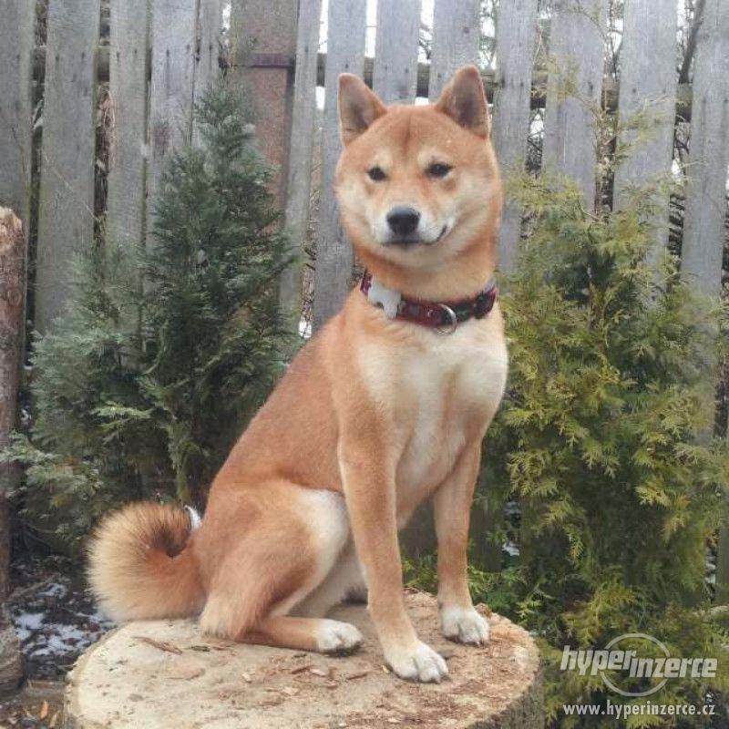 Schiba inu - foto 1
