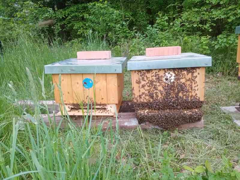 Silná vyzimovaná včelstva prodej - foto 1