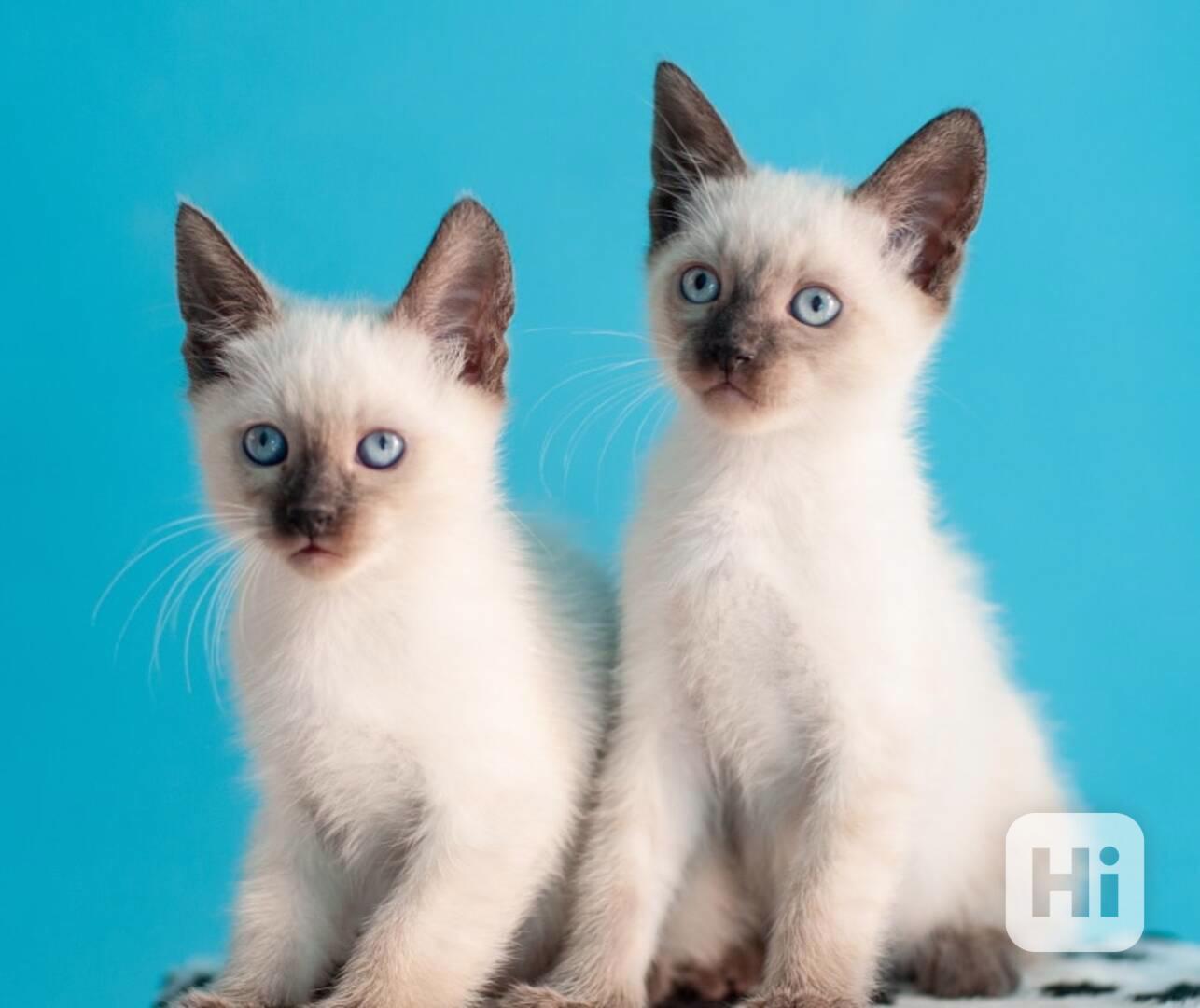 Siamská koťátka připravená k adopci   - foto 1