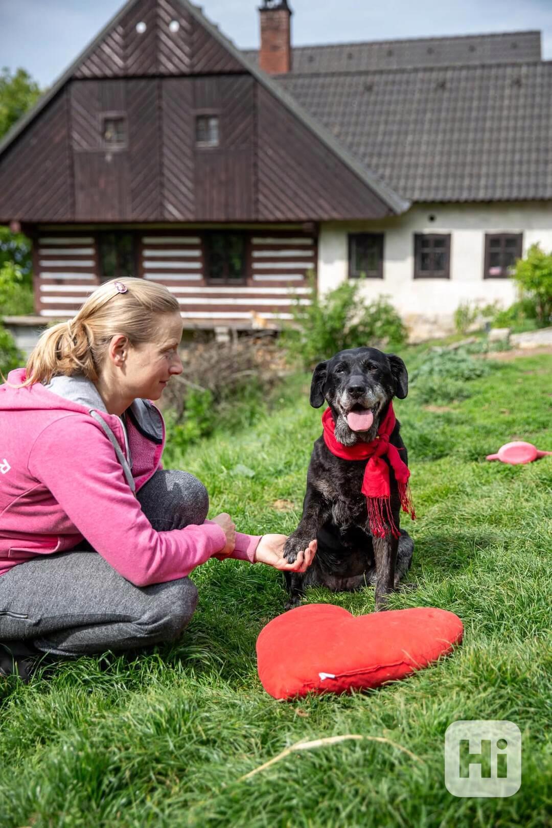 ANDULKA - 25 kg, kastrovaná fenečka 10 let  - foto 1