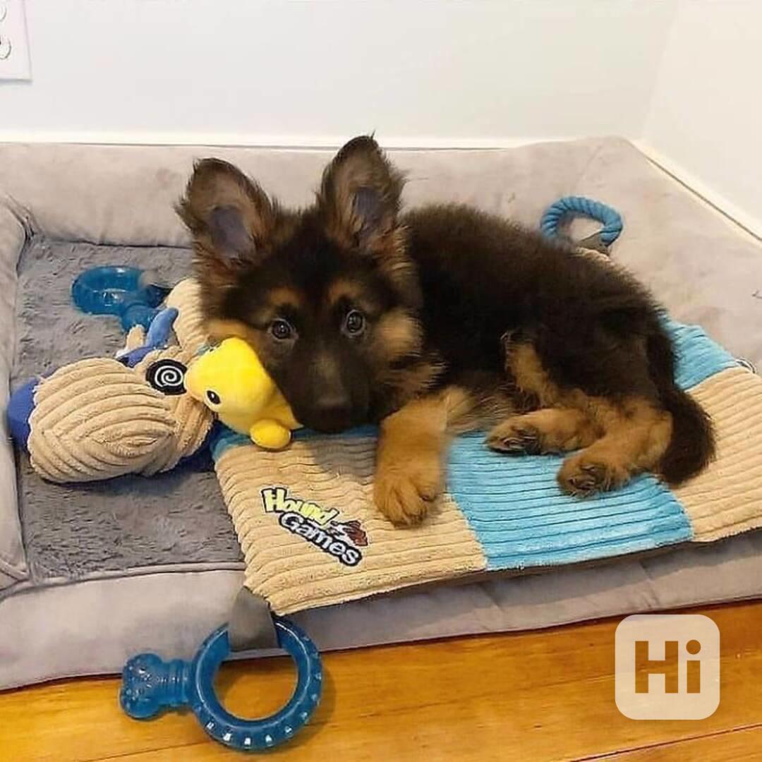 Roztomilá štěňata německých ovčáků zdarma k adopci   - foto 1