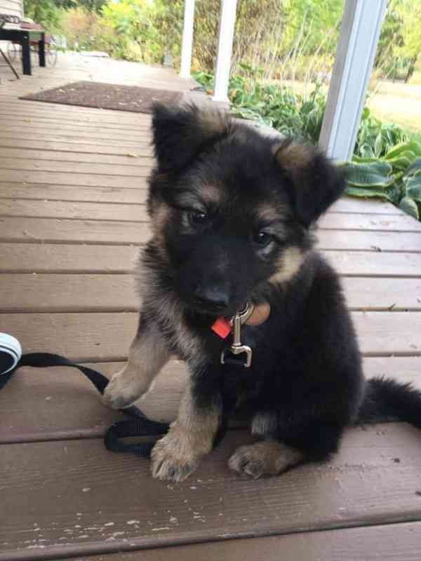 Roztomilá štěňata německých ovčáků zdarma k adopci   - foto 2