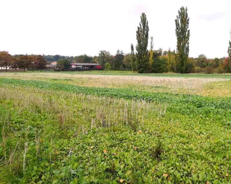 Rakovnicko - Kolešovice - stavební pozemky 985 m2 a 986 m2 - foto 4