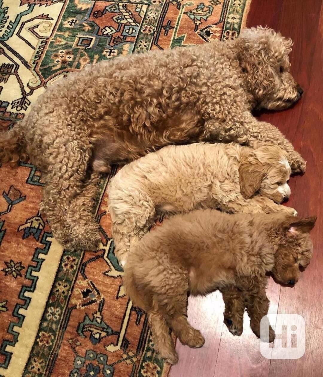 Štěňata toy pudla k dispozici dnes - foto 1