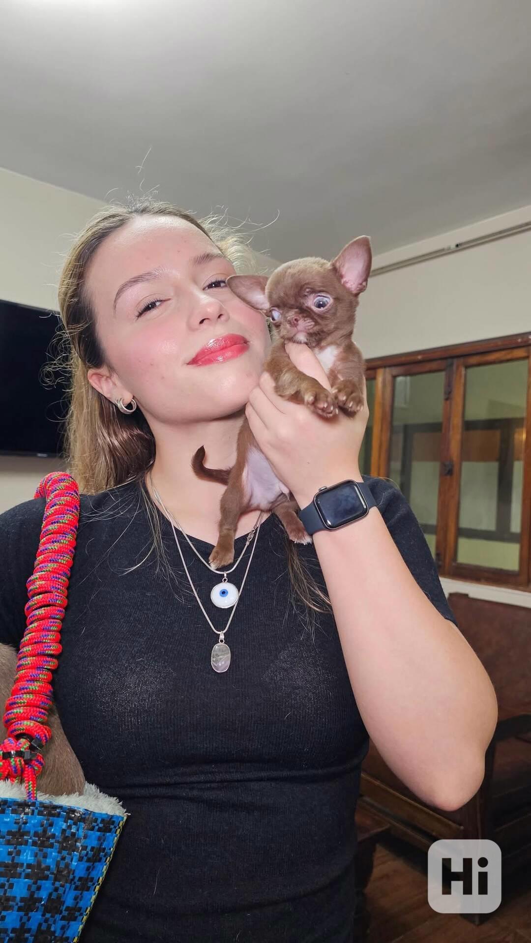 Čivava s PP FCI - foto 1