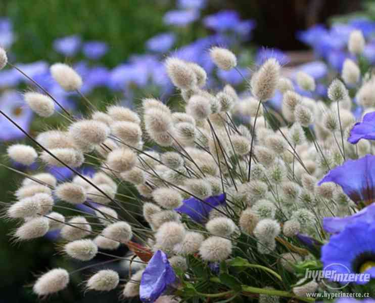 Zaječí ocásek (Lagurus ovatus) - semena 25 ks - foto 2