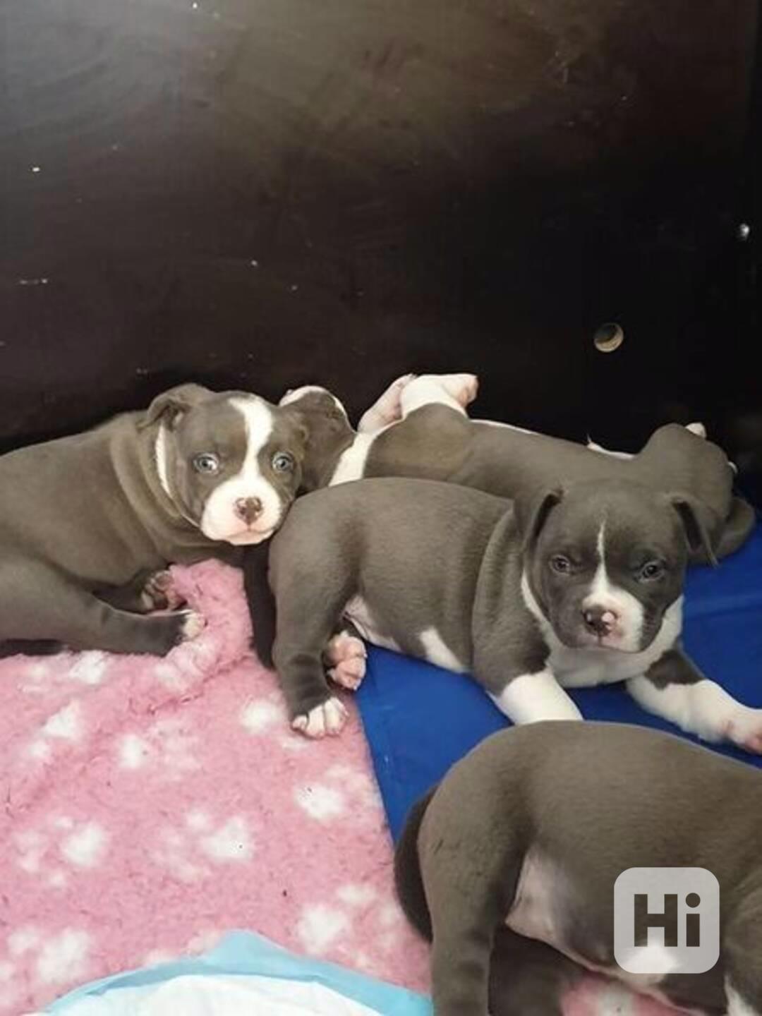 Kapesní americký buldoček – přátelský - foto 1