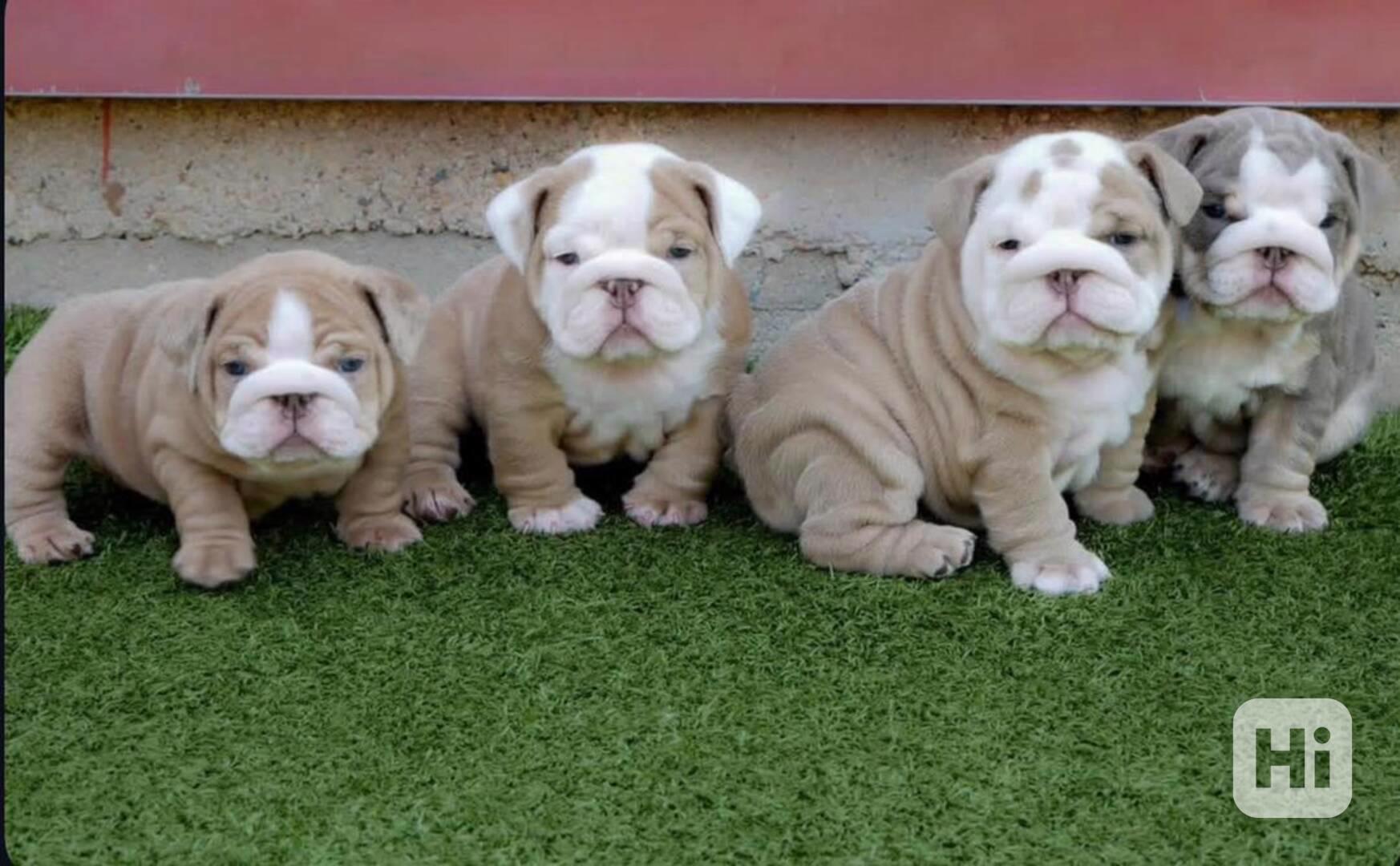 Štěňata anglického buldoka - foto 1