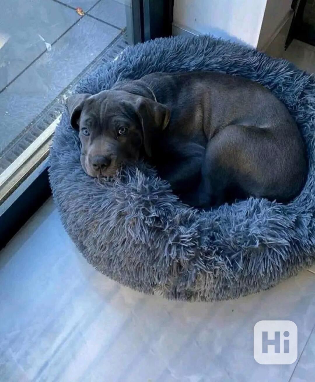 Pejsek a fenka Cane Corso - foto 1