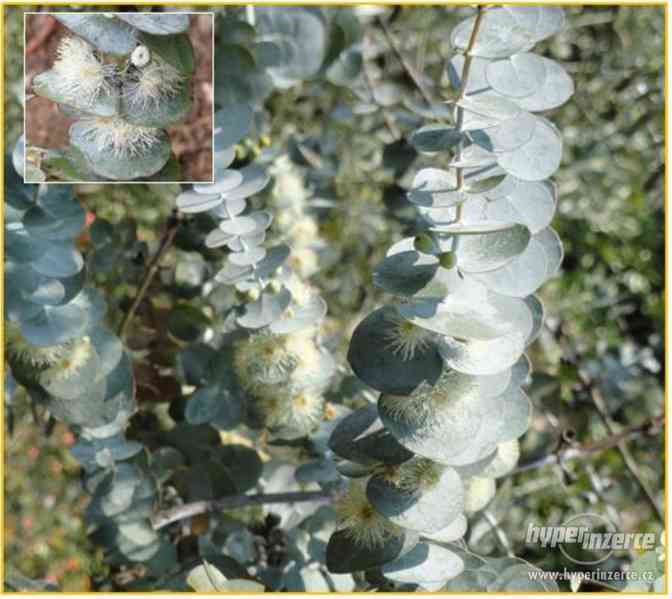 Eucalyptus Pulverulenta - semena - foto 1