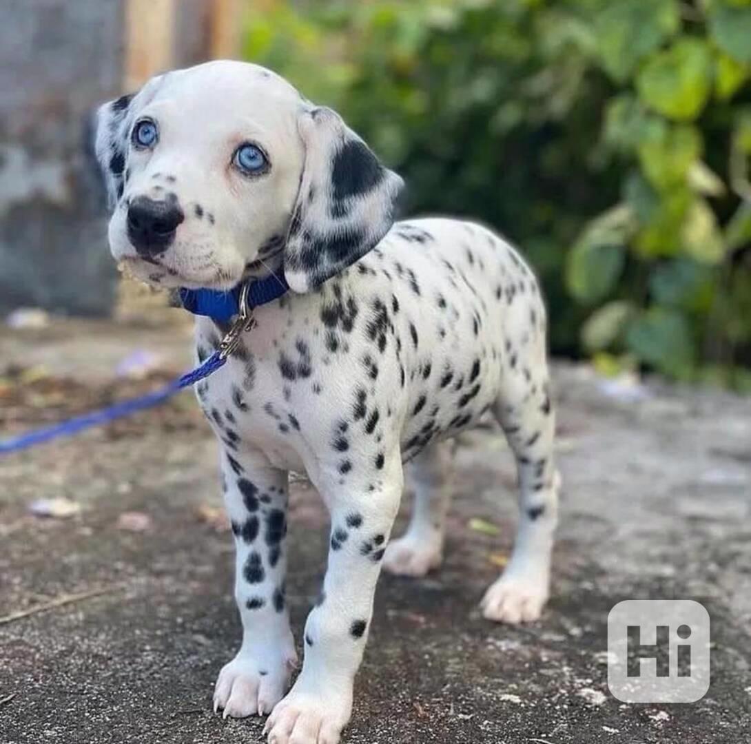 Krásní, vynikající štěňata dalmatinů, kluk a holčička - foto 1