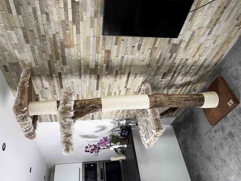 Kočičí strom  - foto 3