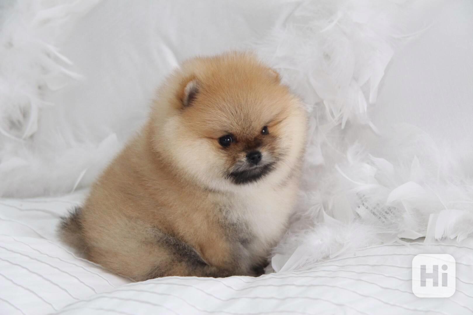 Německý špic trpasličí (Pomeranian) Štěňátka - foto 1